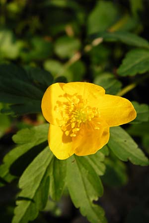 Anemone ranunculoides \ Gelbes Windrschen / Yellow Anemone, D Bensheim-Langwaden 24.3.2014