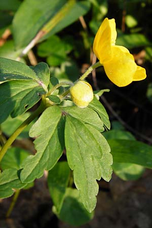 Anemone ranunculoides \ Gelbes Windrschen / Yellow Anemone, D Bensheim-Langwaden 24.3.2014