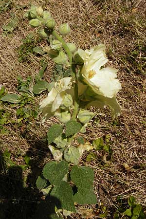Alcea rosea \ Stockrose / Common Hollyhock, D Alsbach 30.6.2014