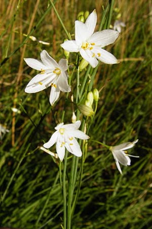 Anthericum ramosum \ stige Graslilie, Rispen-Graslilie / Branched St. Bernard's Lily, D Ketsch 2.7.2014