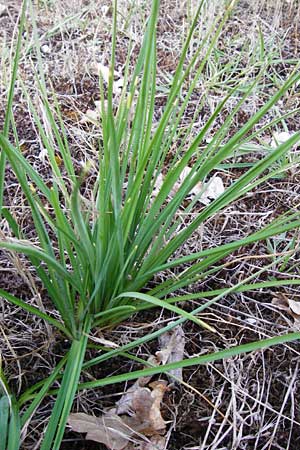Anthericum ramosum \ stige Graslilie, Rispen-Graslilie / Branched St. Bernard's Lily, D Mannheim 7.7.2014