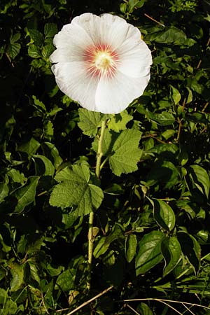 Alcea rosea \ Stockrose / Common Hollyhock, D Graben-Neudorf 15.7.2014