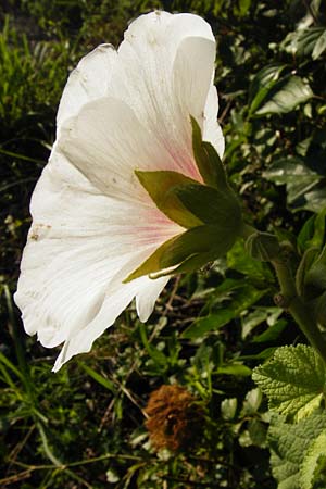 Alcea rosea \ Stockrose / Common Hollyhock, D Graben-Neudorf 15.7.2014