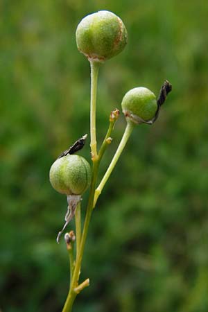 Anthericum ramosum \ stige Graslilie, Rispen-Graslilie / Branched St. Bernard's Lily, D Bruchsal 12.8.2014
