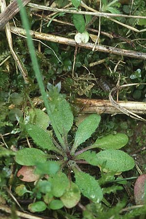 Arabidopsis thaliana \ Acker-Schmalwand / Thale Cress, D Bensheim 29.4.2006