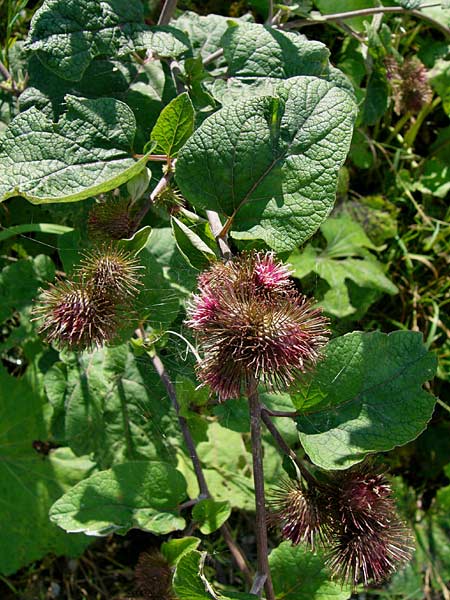 Arctium nemorosum \ Hain-Klette, Auen-Klette / Wood Burdock, D Gundelfingen 4.8.2014 (Photo: Thomas Meyer)