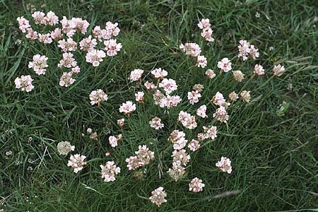 Armeria maritima subsp. maritima \ Strand-Grasnelke / Thrift, Sea Pink, D Insel/island Spiekeroog 10.6.1984