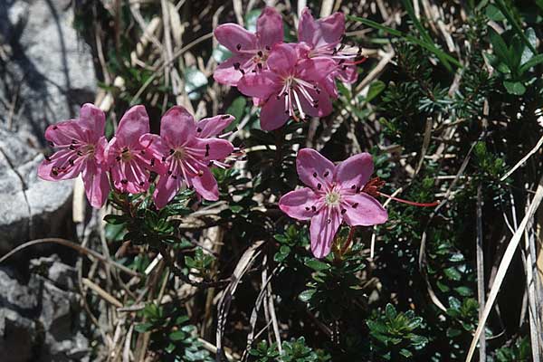 Rhodothamnus chamaecistus \ Zwerg-Alpenrose / Dwarf Alpenrose, D Geigelstein 8.7.1995