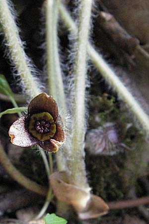 Asarum europaeum \ Haselwurz / Asarabacca, D Werbach 6.5.2006