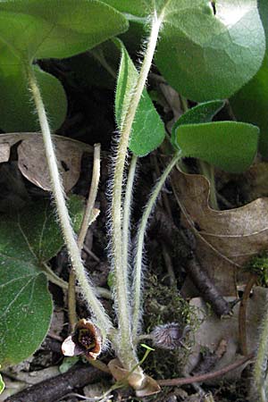 Asarum europaeum, Haselwurz Asarum europaeum, Haselwurz