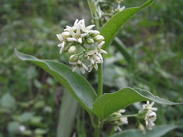 Vincetoxicum hirundinaria \ Schwalbenwurz / White Swallow Wort, D Weinheim an der Bergstraße 16.5.2006