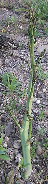 Asparagus officinalis \ Gemse-Spargel / Garden Asparagus, Wild Asparagus, D Mannheim 17.5.2006