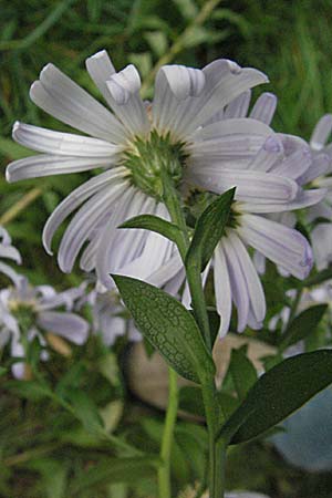 Symphyotrichum laeve \ Kahle Herbst-Aster, Glatte Aster / Smooth Aster, D Heidelberg 4.10.2006