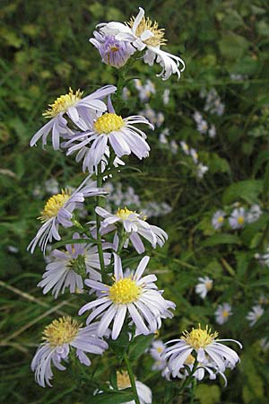 Symphyotrichum laeve \ Kahle Herbst-Aster, Glatte Aster / Smooth Aster, D Heidelberg 4.10.2006