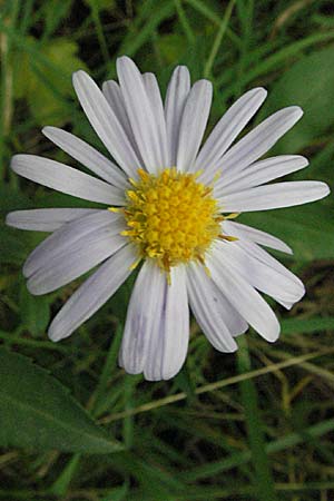 Symphyotrichum laeve \ Kahle Herbst-Aster, Glatte Aster / Smooth Aster, D Heidelberg 4.10.2006