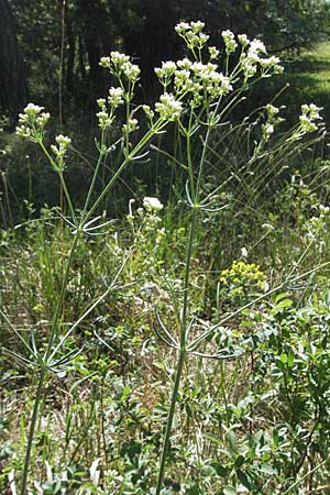 Galium glaucum \ Blaugrnes Labkraut / Glaucous Bedstraw, Waxy Bedstraw, D Karlstadt 30.4.2007