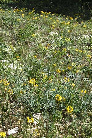 Galium glaucum \ Blaugrnes Labkraut / Glaucous Bedstraw, Waxy Bedstraw, D Karlstadt 30.4.2007