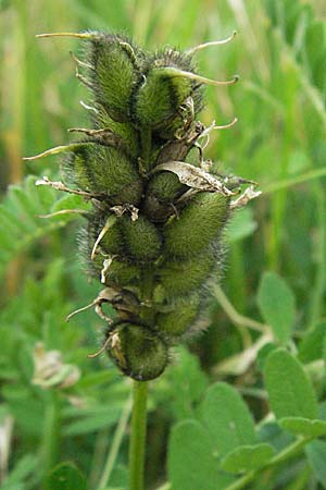 Astragalus cicer \ Kicher-Tragant / Chick-Pea Milk-Vetch, D Hardheim 7.7.2007