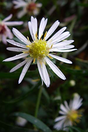Symphyotrichum lanceolatum \ Lanzett-Herbst-Aster / Narrow-Leaved Michaelmas Daisy, White Panicle Aster, D Wachenheim 3.10.2007
