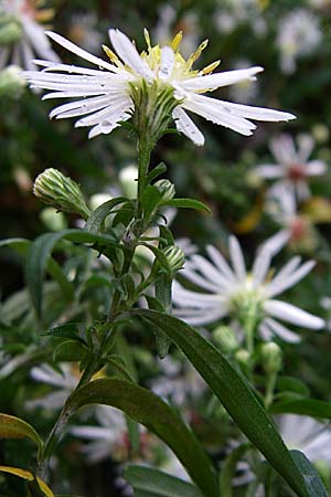 Symphyotrichum lanceolatum \ Lanzett-Herbst-Aster / Narrow-Leaved Michaelmas Daisy, White Panicle Aster, D Wachenheim 3.10.2007