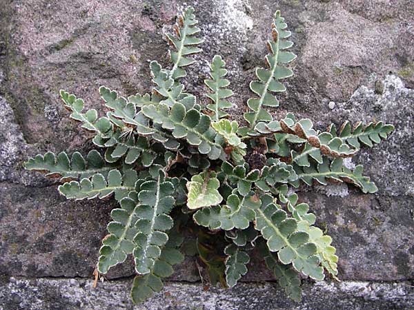 Asplenium ceterach \ Milzfarn, Schriftfarn / Rustyback, Scale Fern, D Walldorf 2.11.2007