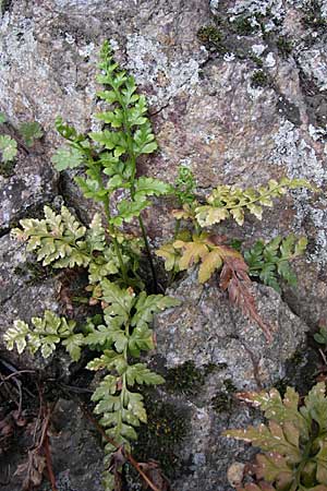 Asplenium adiantum-nigrum \ Schwarzer Streifenfarn / Black Spleenwort, D Hirschberg 3.4.2008