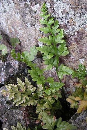 Asplenium adiantum-nigrum \ Schwarzer Streifenfarn / Black Spleenwort, D Hirschberg 3.4.2008