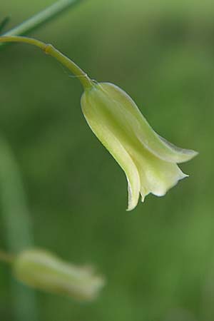 Asparagus officinalis \ Gemse-Spargel / Garden Asparagus, Wild Asparagus, D Zeutern 29.5.2008