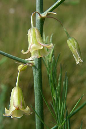 Asparagus officinalis, Gemüse-Spargel Asparagus officinalis, Gemüse-Spargel