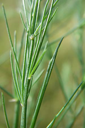 Asparagus officinalis \ Gemse-Spargel / Garden Asparagus, Wild Asparagus, D Viernheim 8.7.2008