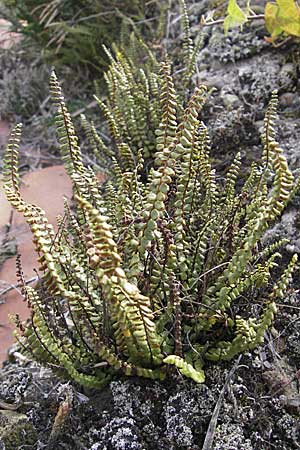 Asplenium trichomanes s.l. \ Braunstieliger Streifenfarn / Spleenwort, D Neuleiningen 12.10.2008