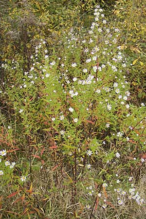 Symphyotrichum laeve \ Kahle Herbst-Aster, Glatte Aster / Smooth Aster, D Viernheim 1.11.2008