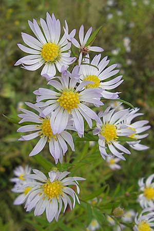 Symphyotrichum laeve \ Kahle Herbst-Aster, Glatte Aster / Smooth Aster, D Viernheim 1.11.2008