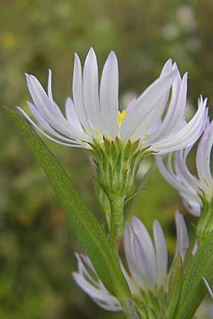 Symphyotrichum laeve \ Kahle Herbst-Aster, Glatte Aster / Smooth Aster, D Viernheim 1.11.2008