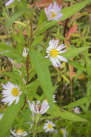 Symphyotrichum laeve \ Kahle Herbst-Aster, Glatte Aster / Smooth Aster, D Viernheim 1.11.2008