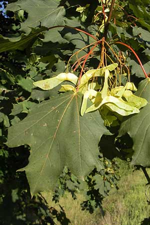 Acer platanoides \ Spitz-Ahorn / Norway Maple, D Römerberg 5.9.2009