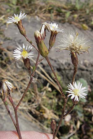 Symphyotrichum subulatum \ Schuppige Aster, Einjhrige Salz-Aster / Annual Saltmarsh Aster, Baby's Breath Aster, D Mannheim 1.10.2009