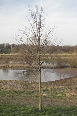 Ulmus glabra \ Berg-Ulme / Elm, D Mannheim 24.3.2010