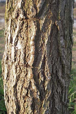 Ulmus glabra \ Berg-Ulme / Elm, D Mannheim 24.3.2010