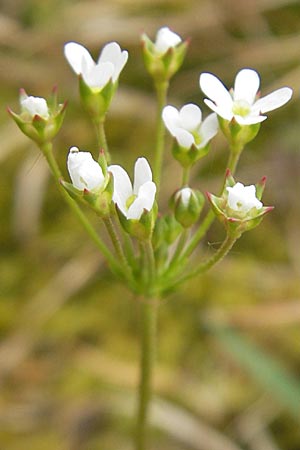 Androsace septentrionalis \ Nordischer Mannsschild / Pygmyflower Rock Jasmine, Northern Androsace, D Karlstadt 1.5.2010