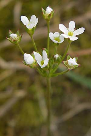 Androsace septentrionalis \ Nordischer Mannsschild / Pygmyflower Rock Jasmine, Northern Androsace, D Karlstadt 1.5.2010