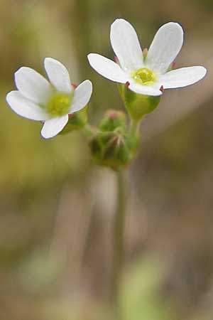 Androsace septentrionalis \ Nordischer Mannsschild / Pygmyflower Rock Jasmine, Northern Androsace, D Karlstadt 1.5.2010