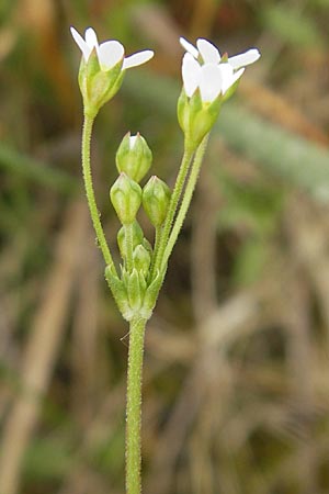 Androsace septentrionalis \ Nordischer Mannsschild / Pygmyflower Rock Jasmine, Northern Androsace, D Karlstadt 1.5.2010