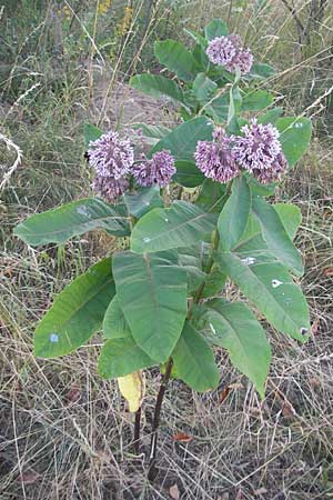 Asclepias syriaca \ Gewhnliche Seidenpflanze / Purple Silkweed, D Waghäusel 5.7.2010