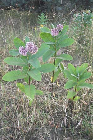 Asclepias syriaca \ Gewhnliche Seidenpflanze / Purple Silkweed, D Waghäusel 5.7.2010