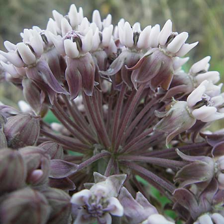 Asclepias syriaca \ Gewhnliche Seidenpflanze / Purple Silkweed, D Waghäusel 5.7.2010