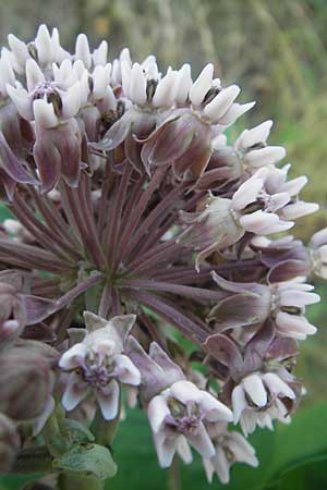 Asclepias syriaca \ Gewhnliche Seidenpflanze / Purple Silkweed, D Waghäusel 5.7.2010