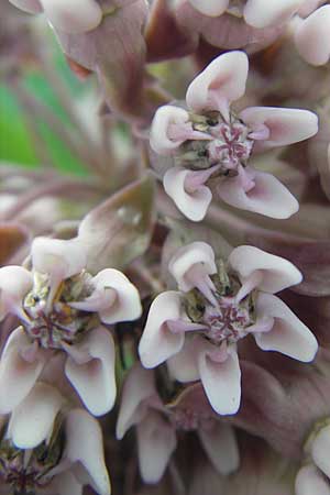 Asclepias syriaca \ Gewhnliche Seidenpflanze / Purple Silkweed, D Waghäusel 5.7.2010