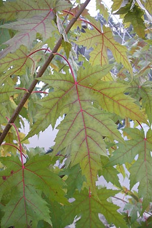 Acer saccharinum \ Silber-Ahorn / Silver Maple, D Mannheim 21.10.2011