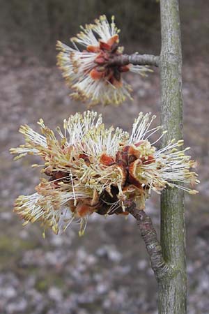 Acer saccharinum \ Silber-Ahorn / Silver Maple, D Mannheim 3.3.2012